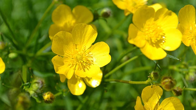 Image of buttercups