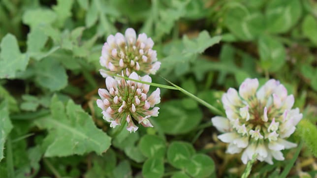 Image of clover plant