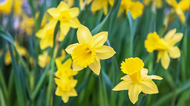 Image of daffodils