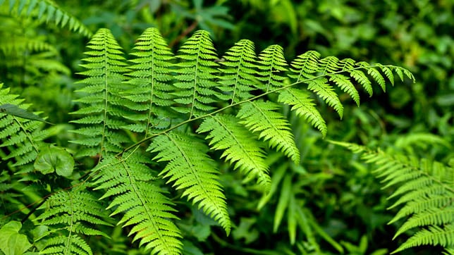 Image of bracken ferns