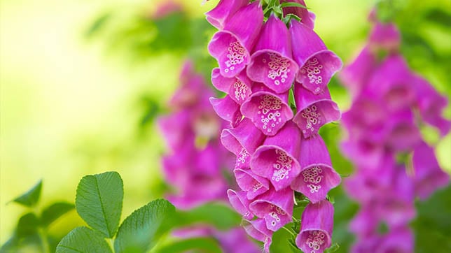 Image of foxgloves