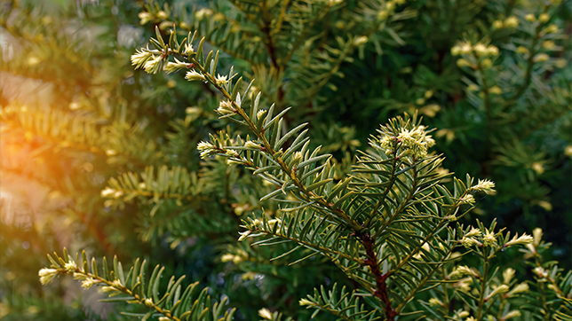 Image of a yew tree