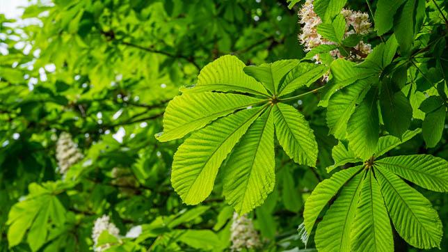 Image of a horse chestnut tree