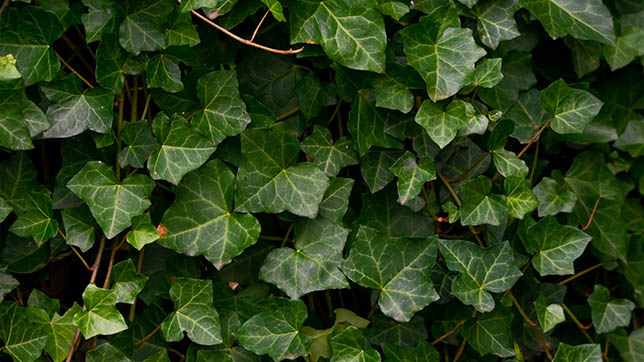 Image of ivy