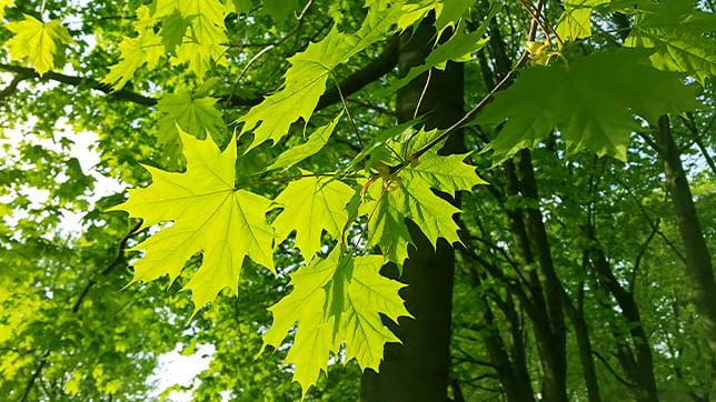 Image of a maple tree