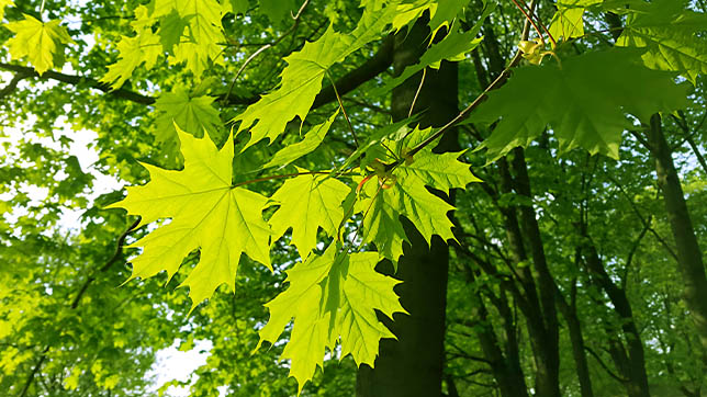 Image of a maple tree