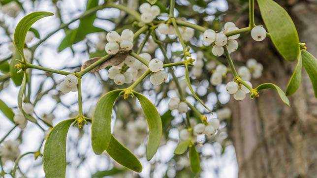 Image of mistletoe