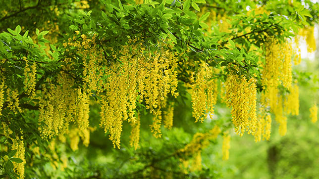 Image of laburnum plant