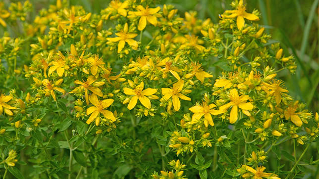 Image of St John's wort plant