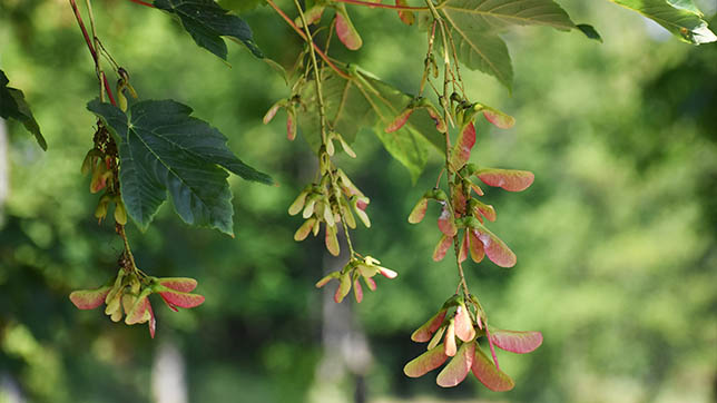 Image of a sycamore tree