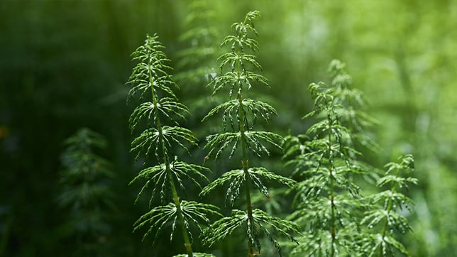 Image of horsetail plant