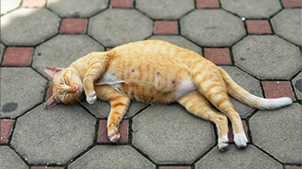 A pregnant ginger cat on a pavement