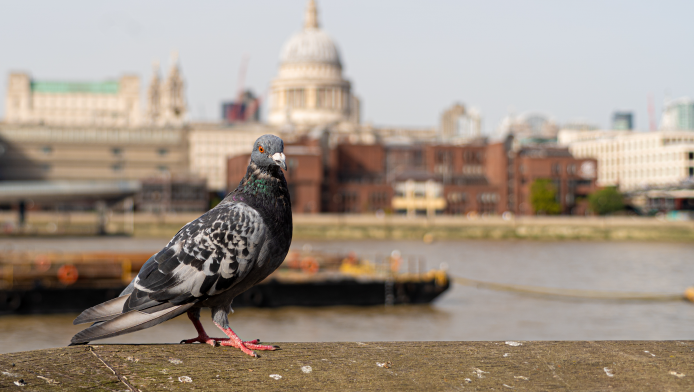 A pigeon with the London skyline behind them