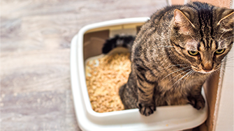 A tabby cat using the litter box