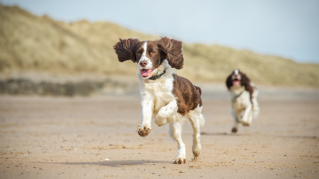 dogs running on a beach