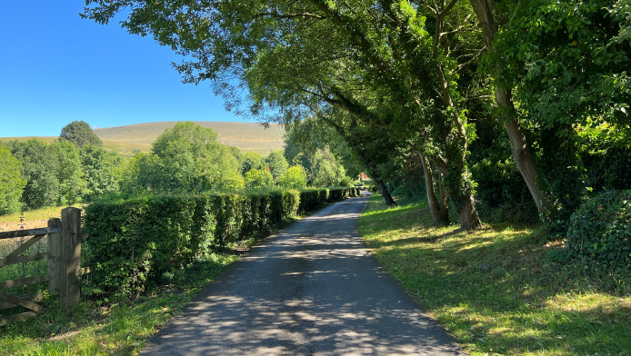 A country road with abundant hedgerows