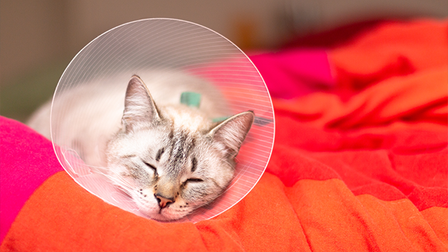 A sleeping cat wearing a plastic buster collar.