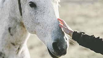 An outstretched arm gently meets the nose of a which and grey speckled horse