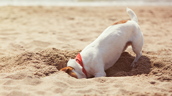 A dog digging a whole on the beach