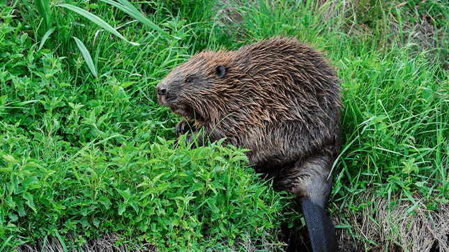 Photograph of a wild beaver on a riverbank, eating plants