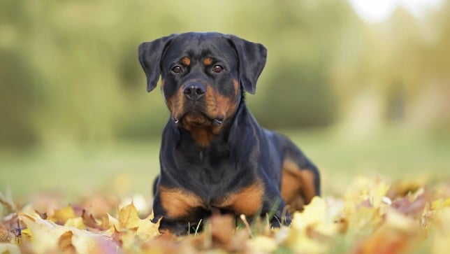 Rottweiler lying in leaves