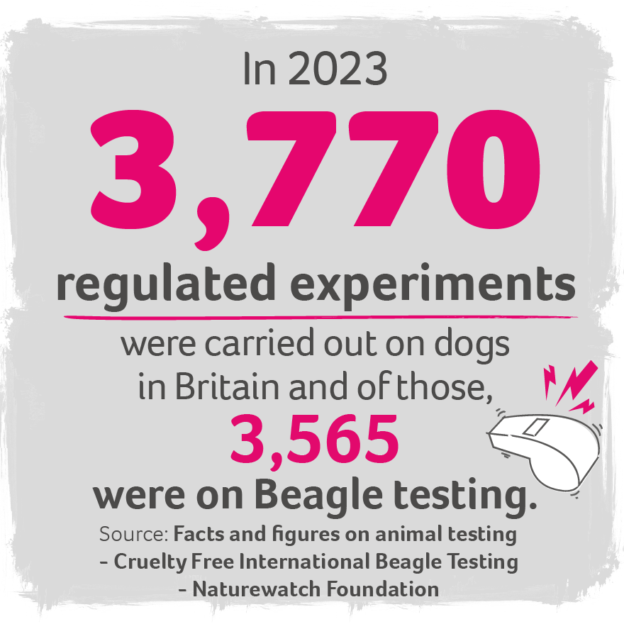 Infographic stating that in 2023, 3770 regulated experiments were carried out on dogs in Britain, with 3565 on beagle testing