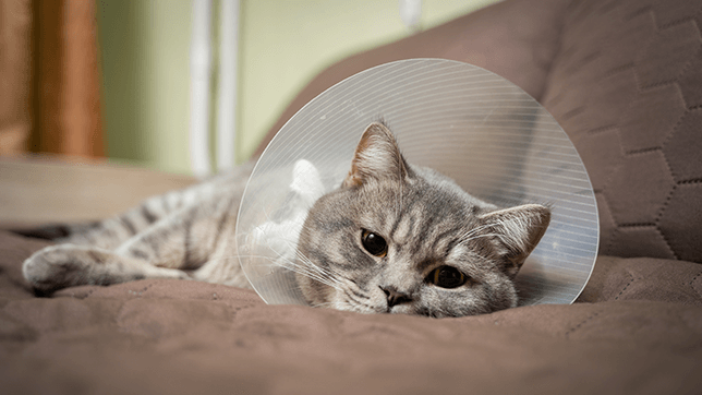 a cat on the sofa with cone
