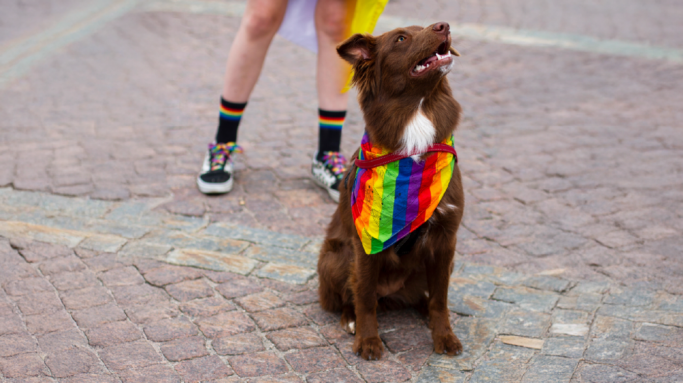 Border collie wearing a rainbow bandana at a Pride event