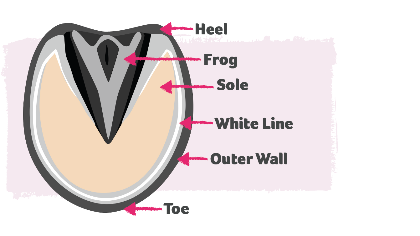 Diagram of a horse's hoof.