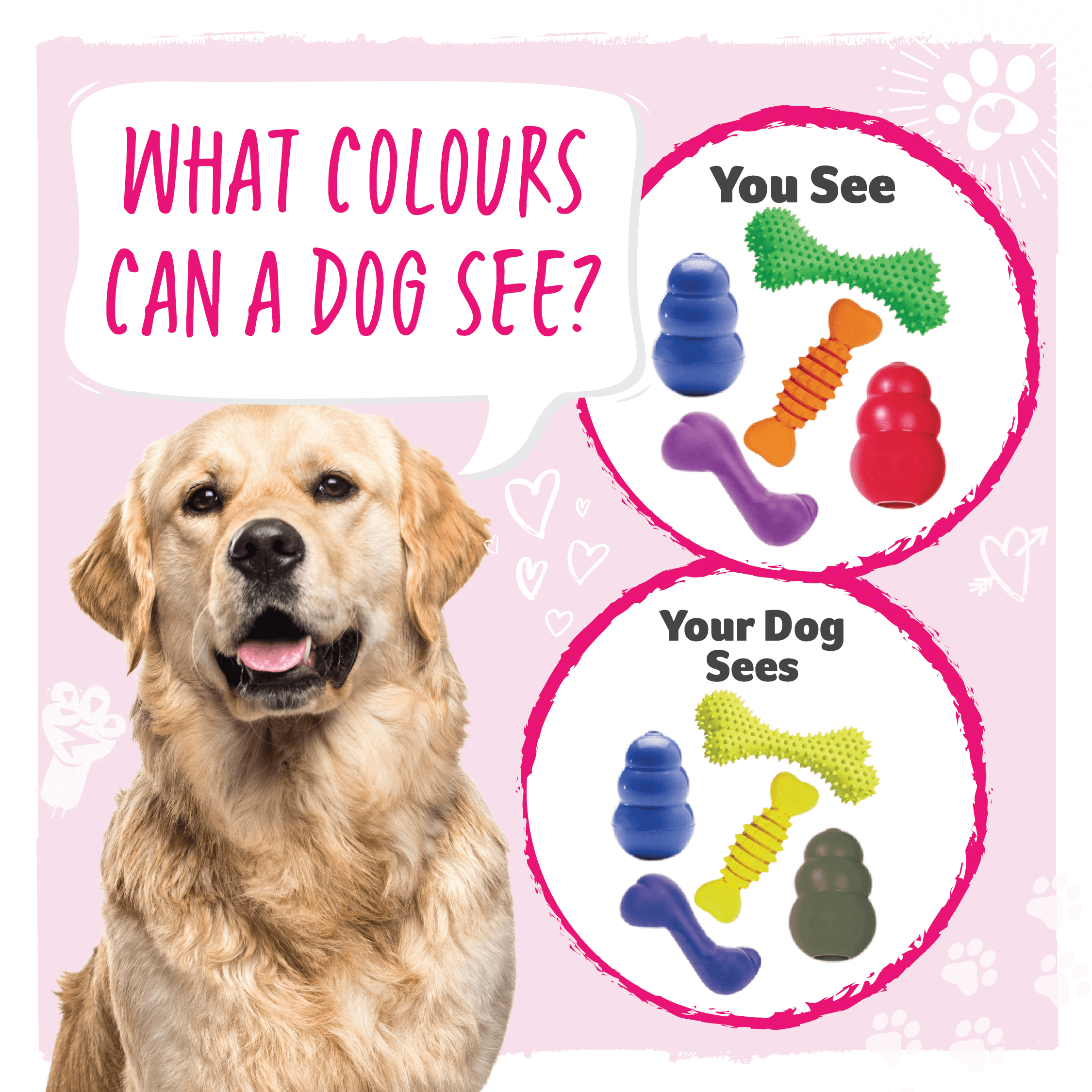 What colours can dogs see? As humans we can see lots of colours, dogs can mostly see yellow and blue colours