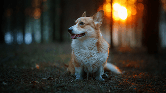 A Corgi in the woods at sunset