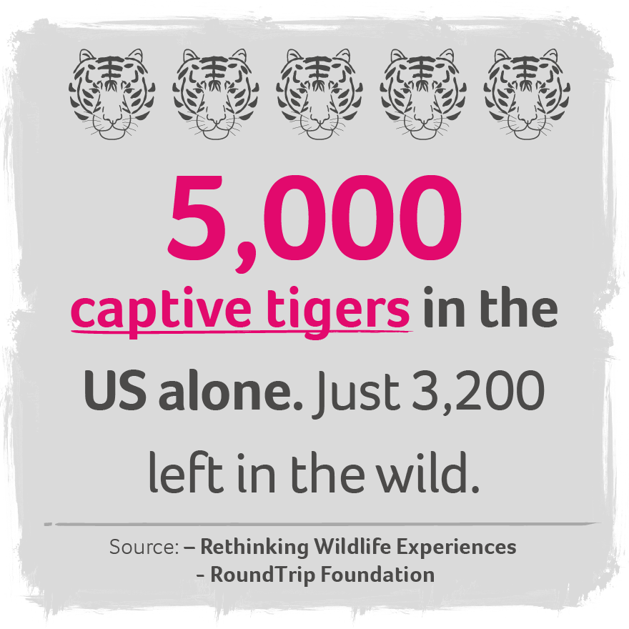 An infographic about tigers in captivity