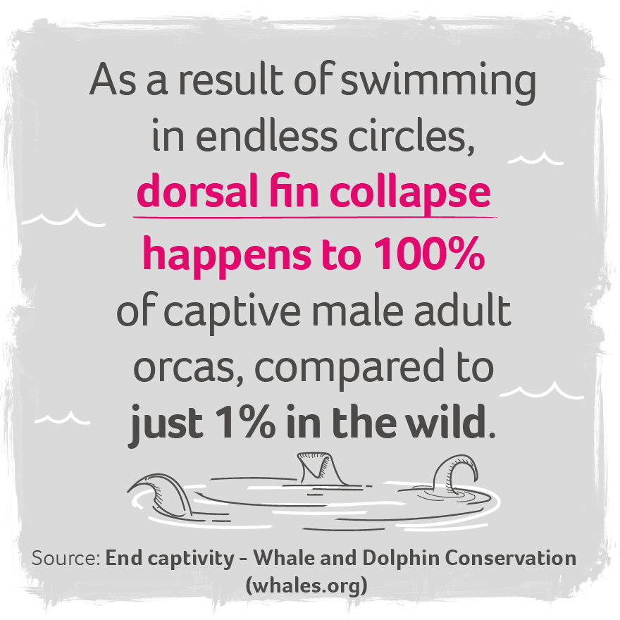 An infographic about whales in captivity
