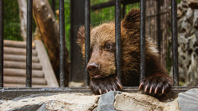 a bear in captivity