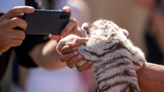 a tiger cub being held for a photograph