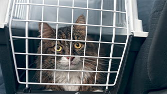 A long haired cat in a cat carrier