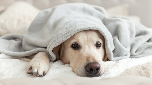 a dog under a blanket