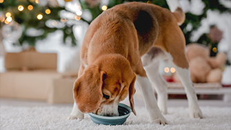 A dog stood up and eating from a bowl, with fairy lights in the background