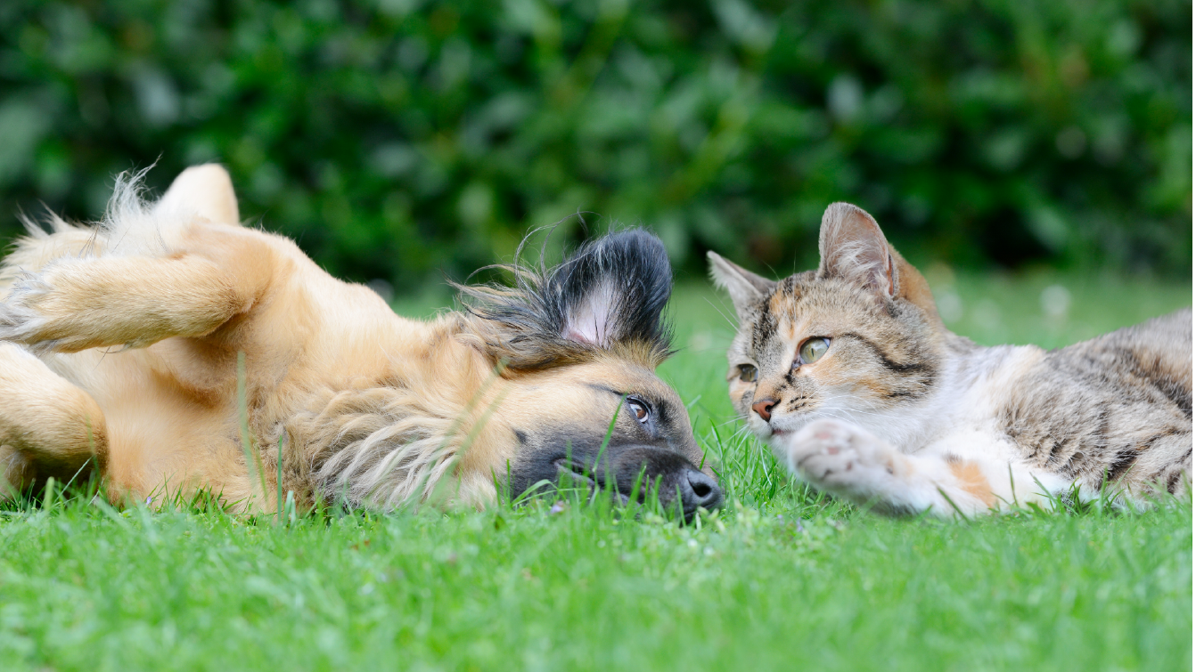 A dog and a cat looking at each other while laying upside down on grass