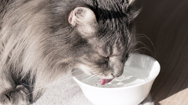 a cat drinking from a bowl