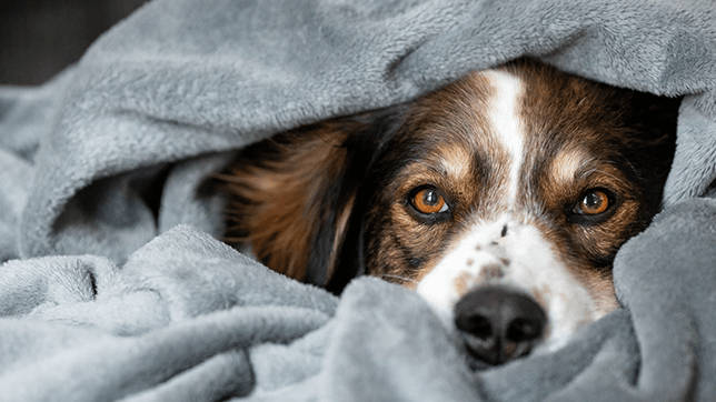 a dog hiding under blankets