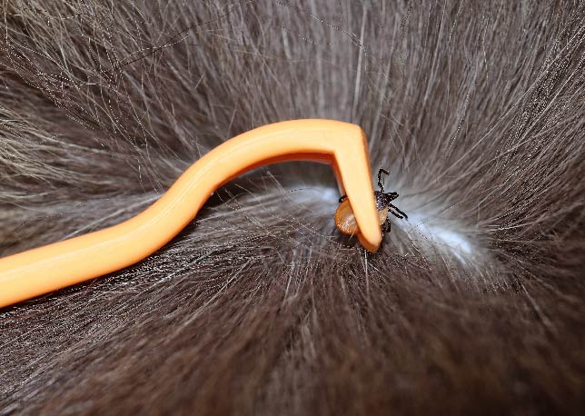 An owner using  tick removal tool on a dog