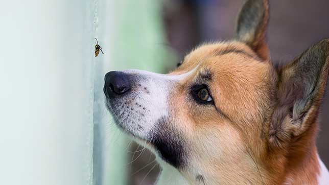 a dog looking at a bee