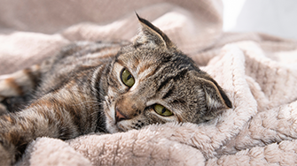 A tabby cat, cozy on a blanket