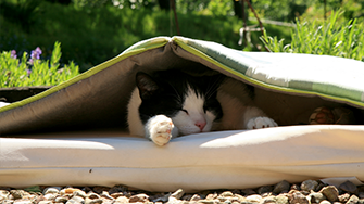 A cat asleep in a garden between layers of cushions