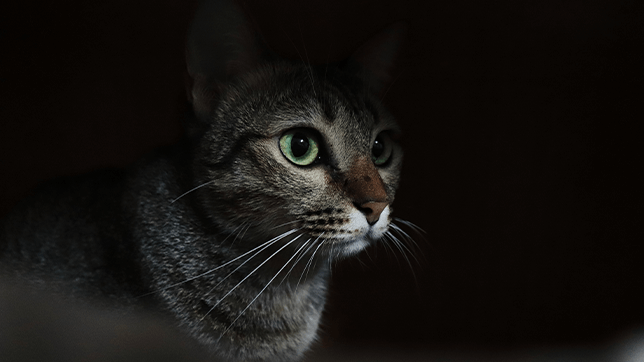 a cat in the dark 