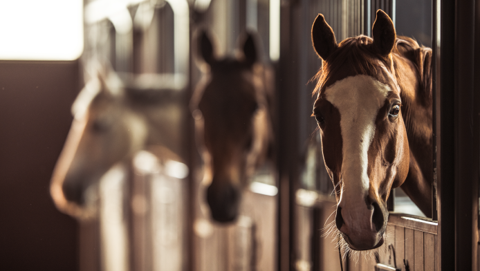 3 horses poking their heads out of their stables