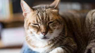 A tabby cat resting in a cat bed with their eyes closes