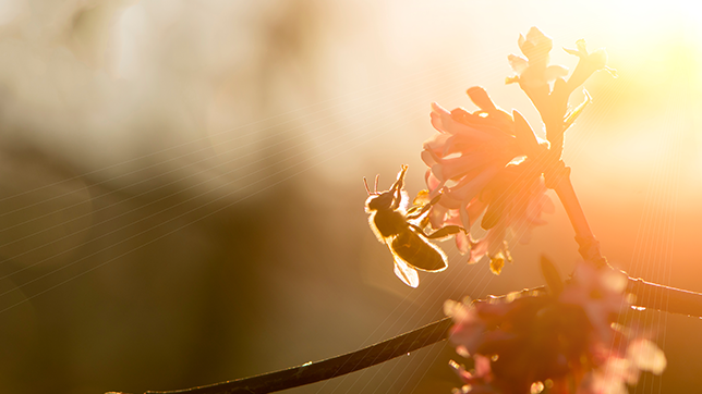 a honey bee on a flower