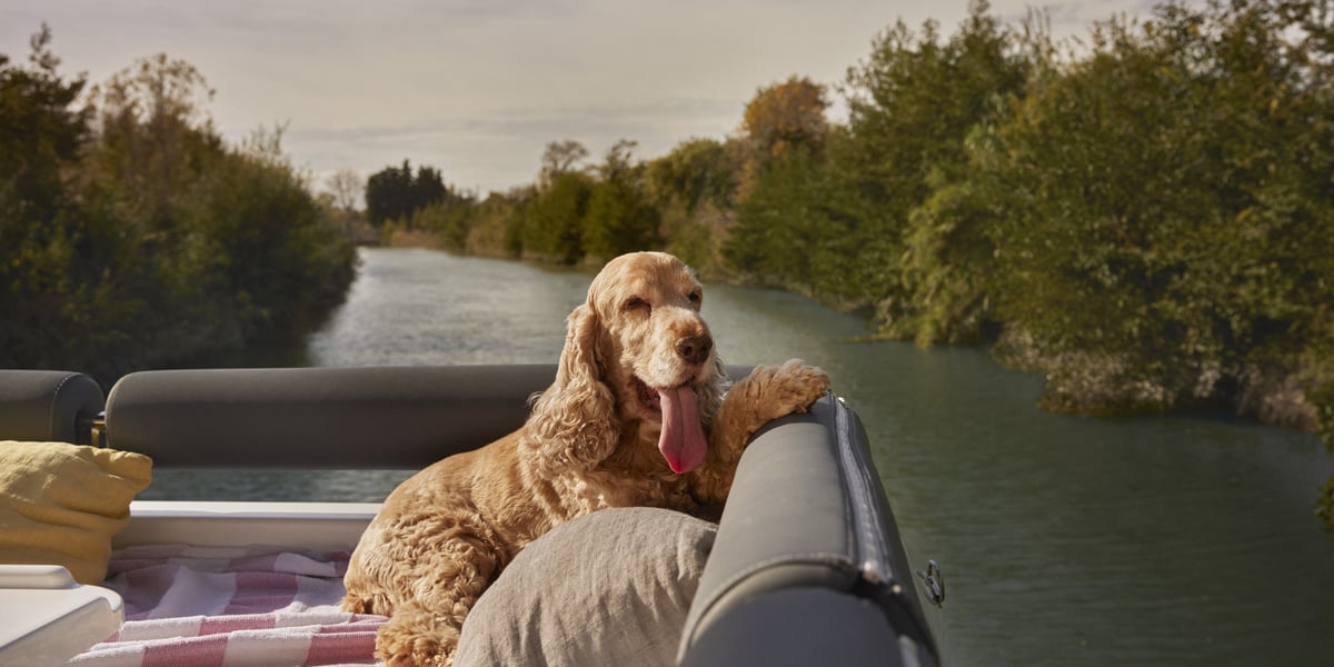 Dog on a boat